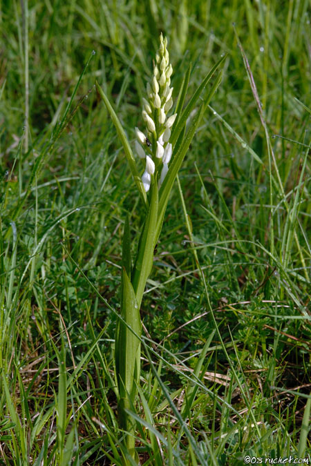 Schwertzblätriges Waldvögelein - Cephalanthera longifolia