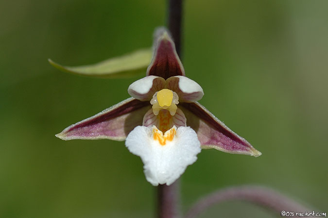 Épipactis des marais - Epipactis palustris