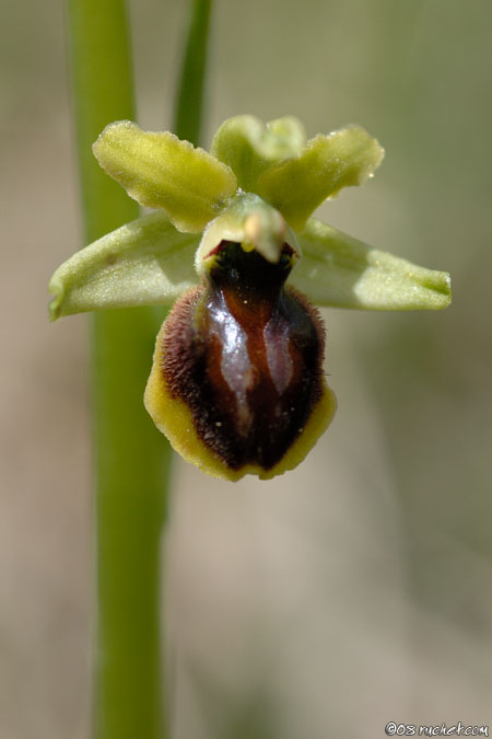 Ophrys araignée - Ophrys aranifera