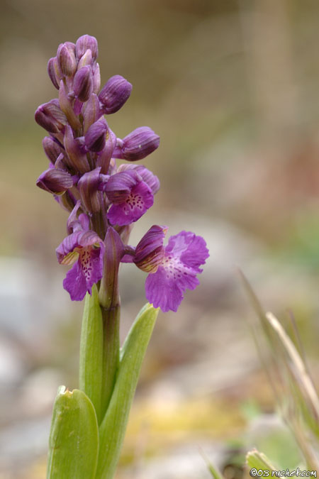 Kleines Knabenkraut - Anacamptis morio, syn. Orchis morio