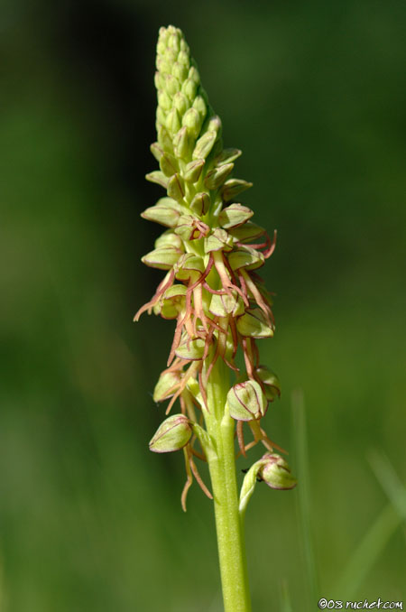 Orchis homme-pendu - Aceras anthropophorum