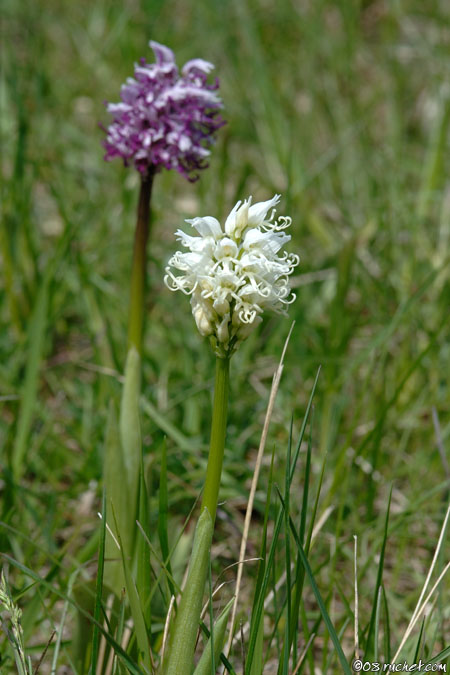 Affen-Knabenkraut - Orchis simia