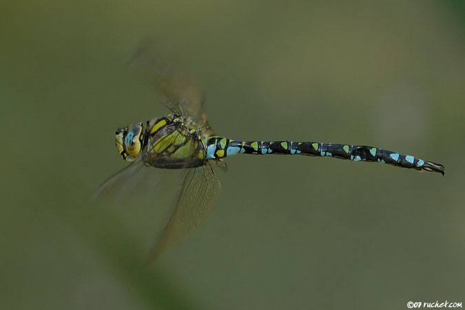 Aeschne bleue - Aeshna cyanea