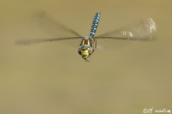 Aeshna juncea - Aeshna juncea