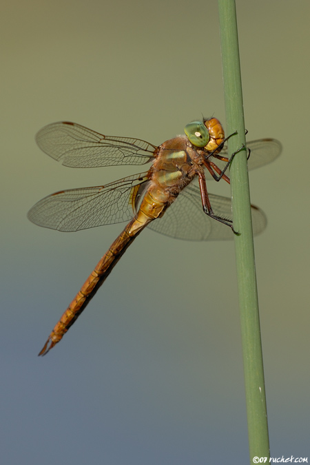 Norfolk Hawker - Aeshna isoceles