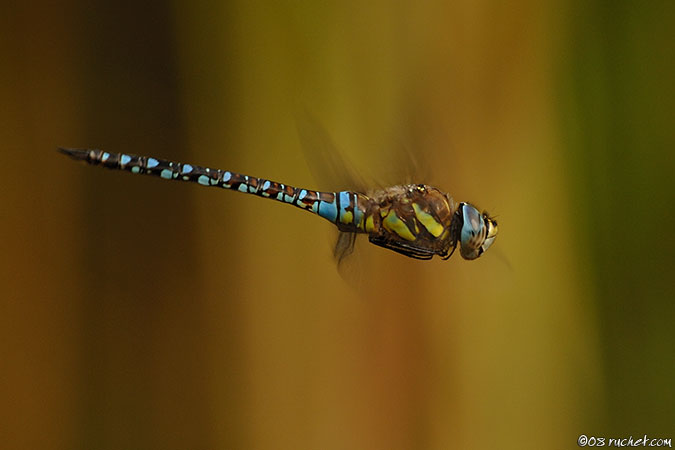 Herbst-Mosaikjungfer - Aeshna mixta