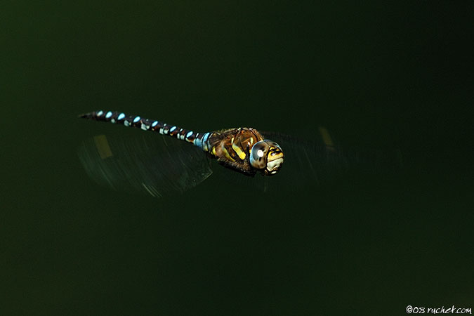 Herbst-Mosaikjungfer - Aeshna mixta