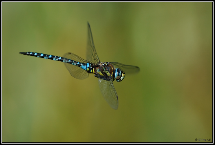 Herbst-Mosaikjungfer - Aeshna mixta