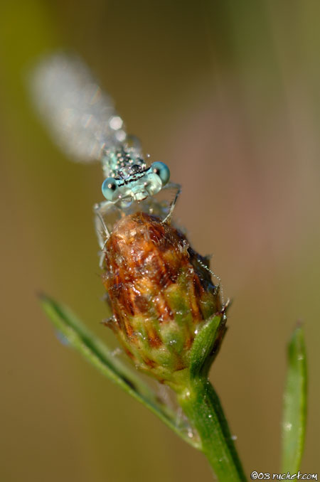 Agrion à larges pattes - Platycnemis pennipes