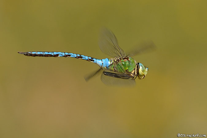 Anax empereur - Anax imperator