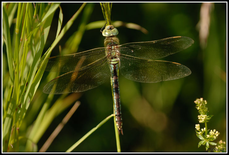 Anax empereur - Anax imperator