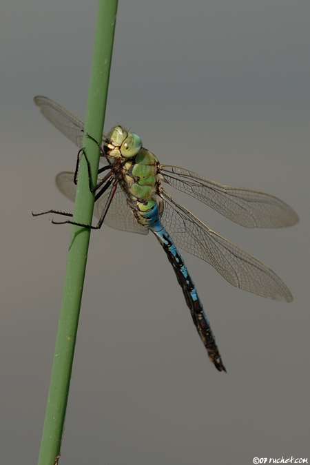Anax empereur - Anax imperator