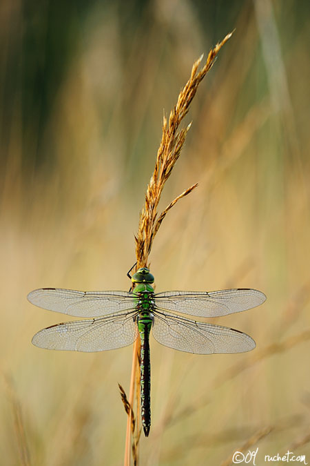 Libellula imperatore - Anax imperator