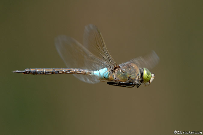 Kleine Königslibelle - Anax parthenope