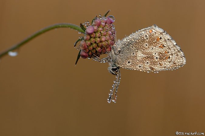 Argo azzurro - Polyommatus icarus