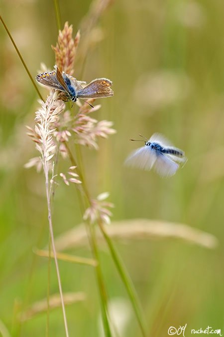 Argo azzurro - Polyommatus icarus