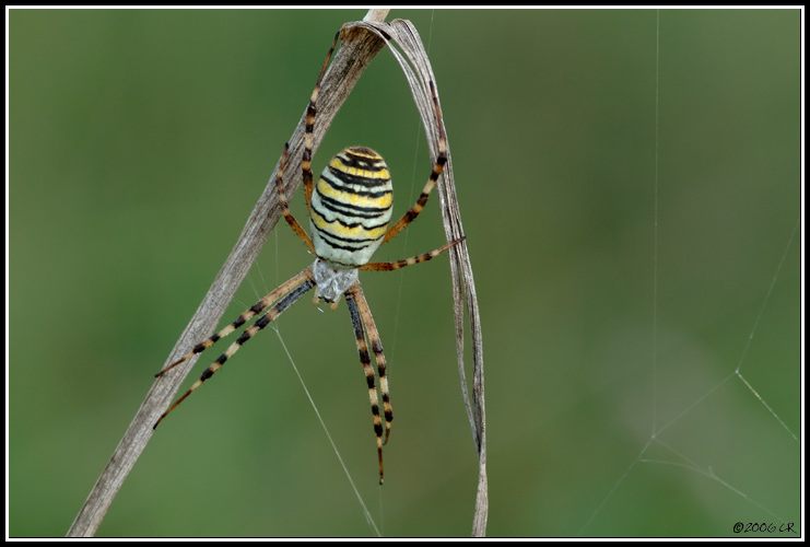Wespenspinne - Argiope bruennichi
