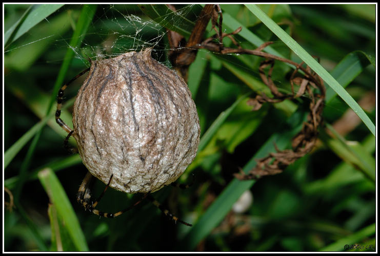 Wespenspinne - Argiope bruennichi