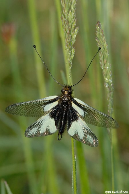 Schmetterlingshaft - Libelloides coccajus