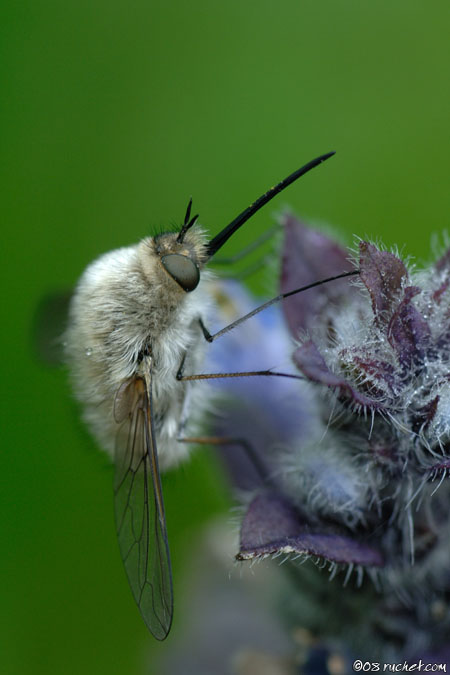 Bombyle - Bombylius sp.