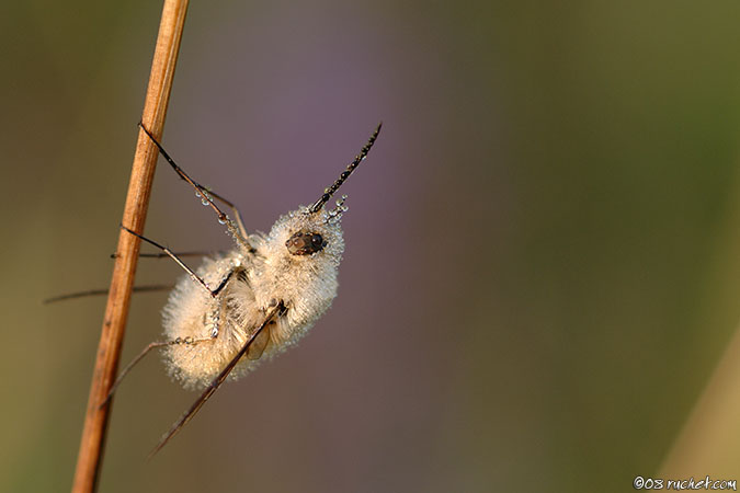 Bombyle - Bombylius sp.