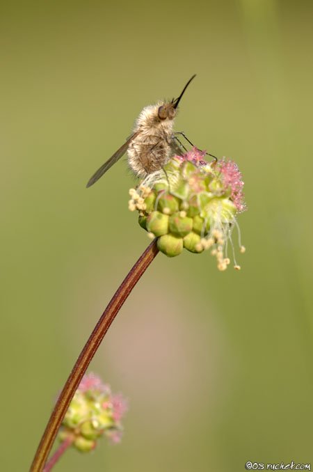 Wollschweber - Bombylius sp.