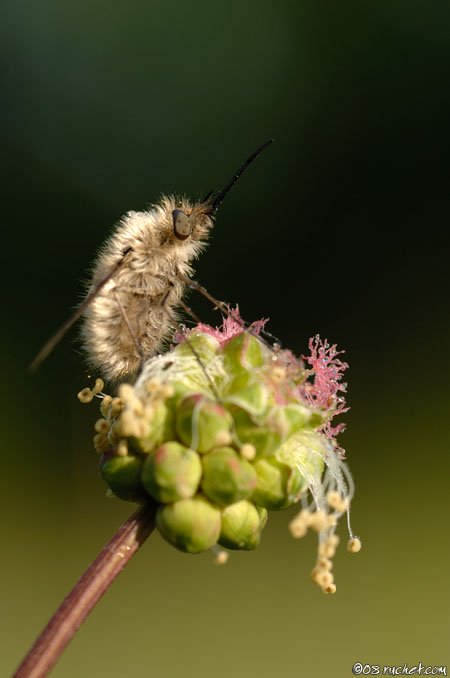 Wollschweber - Bombylius sp.