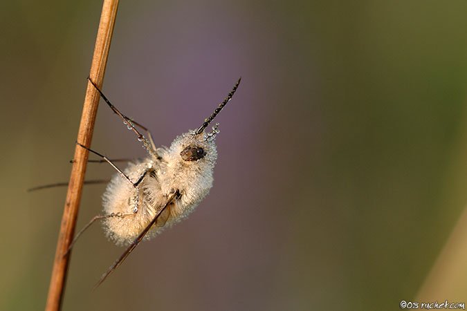 Wollschweber - Bombylius sp.