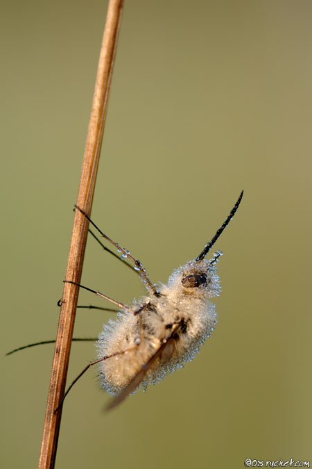 Wollschweber - Bombylius sp.