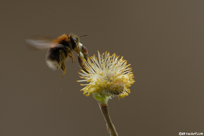 Bourdon des arbres - Bombus hypnorum