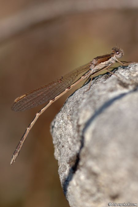 Brunette hivernale - Sympecma fusca