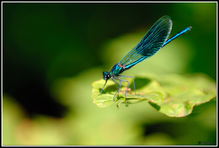 Gebänderte Prachtlibelle - Calopteryx splendens