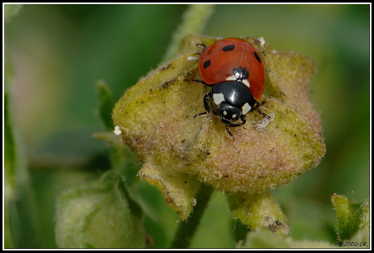 Coccinella septempunctata - Coccinella septempunctata