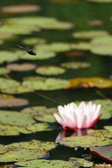 Cordulia aenea - Cordulia aenea