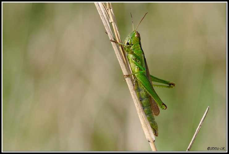 Gemeine Grashüpfer - Chorthippus parallelus