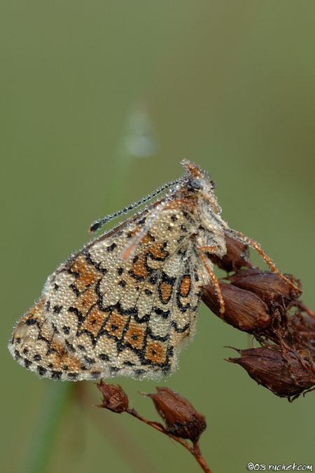 Damier du plantain - Melitaea cinxia