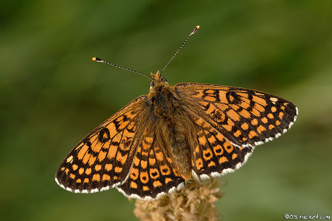 Damier du plantain - Melitaea cinxia