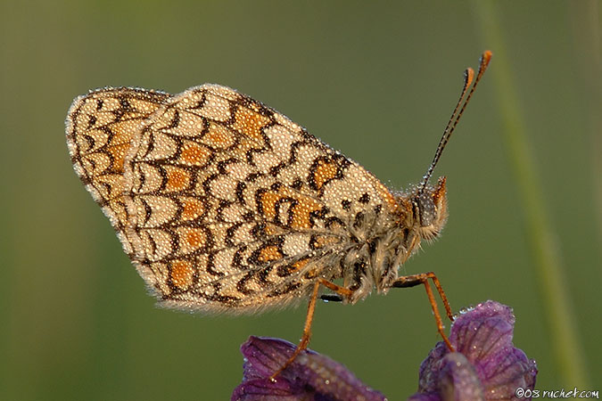 Damier du plantain - Melitaea cinxia