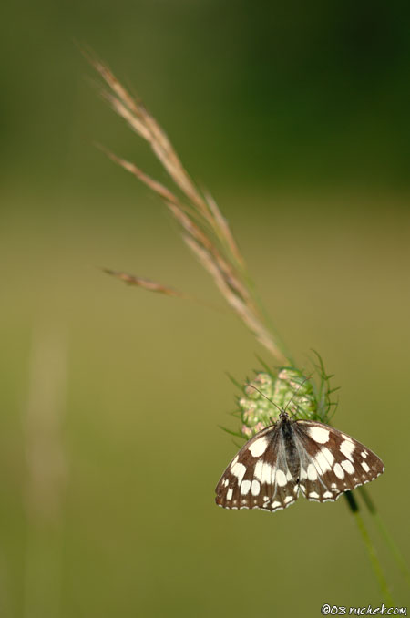 Demi-deuil - Melanargia galathea