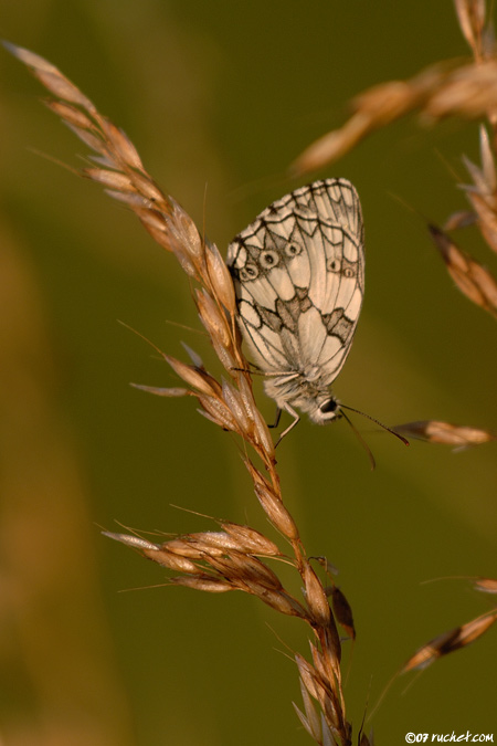 Demi-deuil - Melanargia galathea