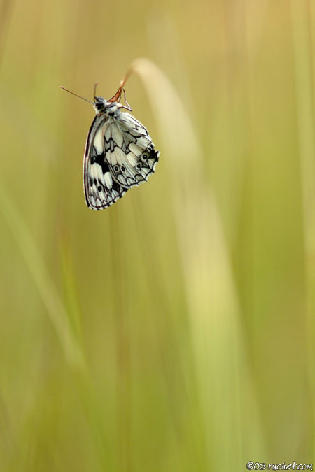 Schachbrett - Melanargia galathea