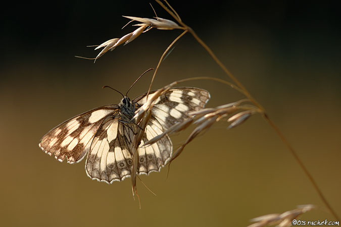 Schachbrett - Melanargia galathea