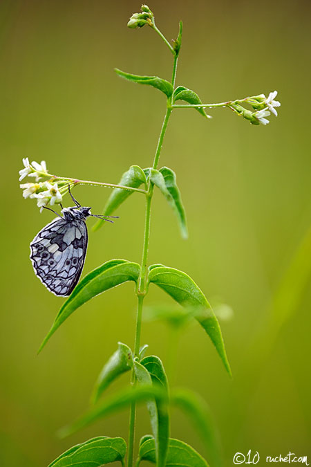 Schachbrett - Melanargia galathea