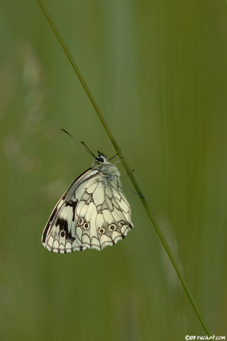 Schachbrett - Melanargia galathea