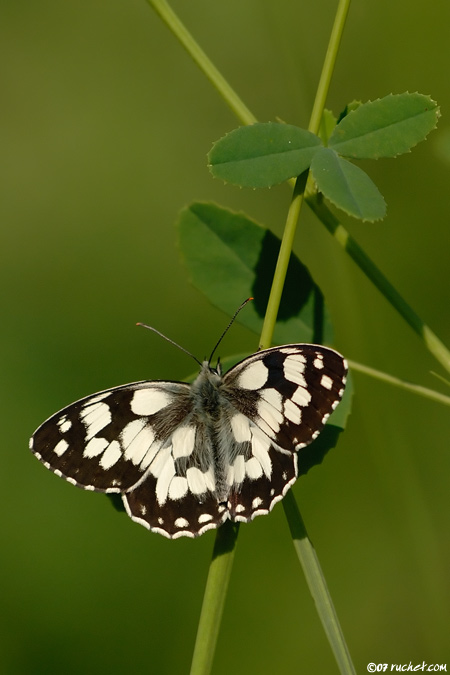 Schachbrett - Melanargia galathea