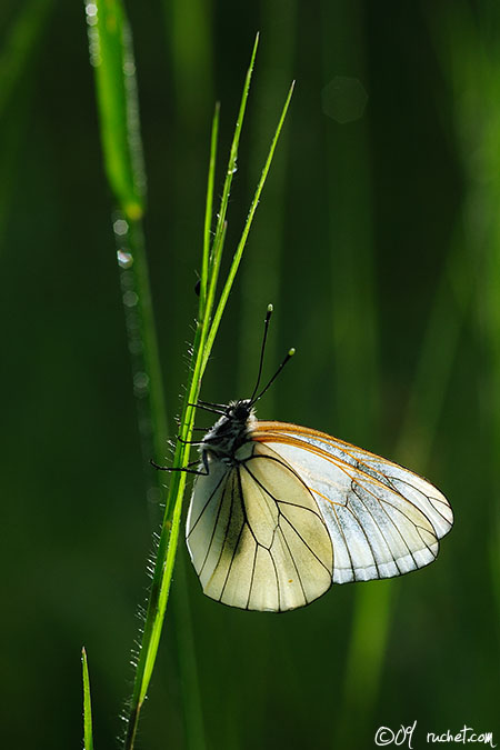 Black-veined White - Aporia crataegi