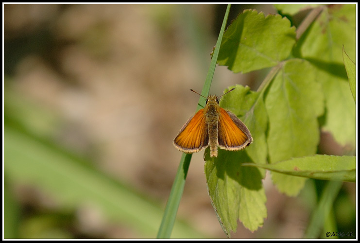 Hespérie du dactyle - Thymelicus lineolus