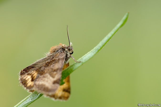 La doublure jaune - Euclidia glyphica