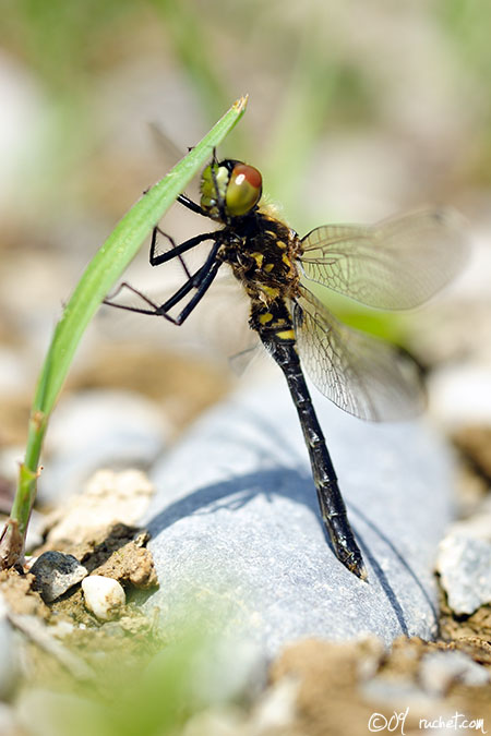 Leucorrhinia albifrons - Leucorrhinia albifrons