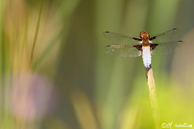 Libellule déprimée - Libellula depressa